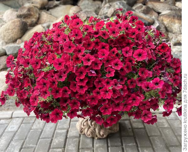 Тайдал Ред Велюр , вот такой красавец вырос