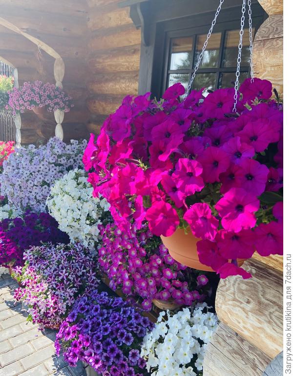 В подвесном кашпо Водопадия Вайлет .