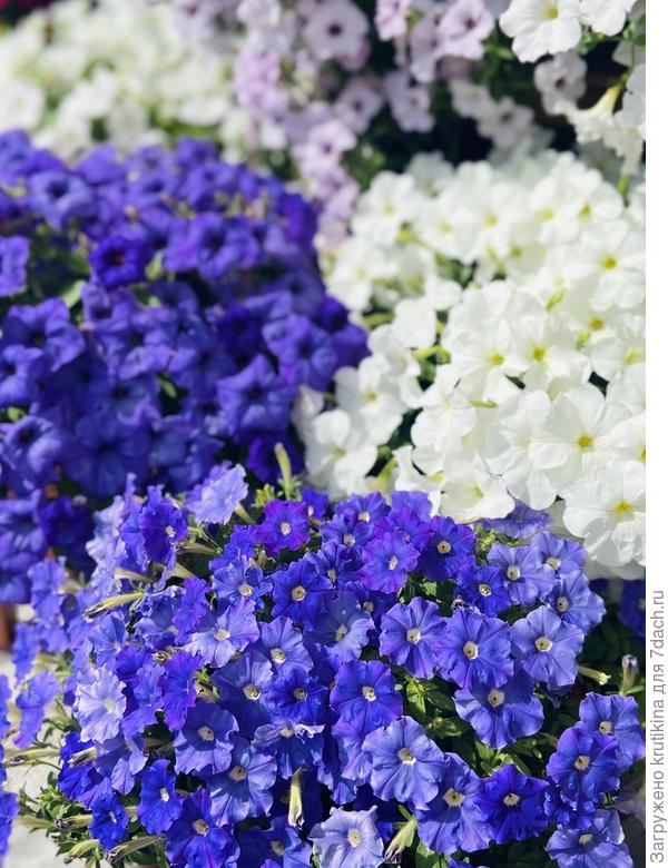 На прежнем плане Флешфорвард Скай Блу.