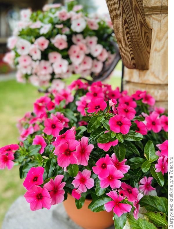 Катарантус кустовой