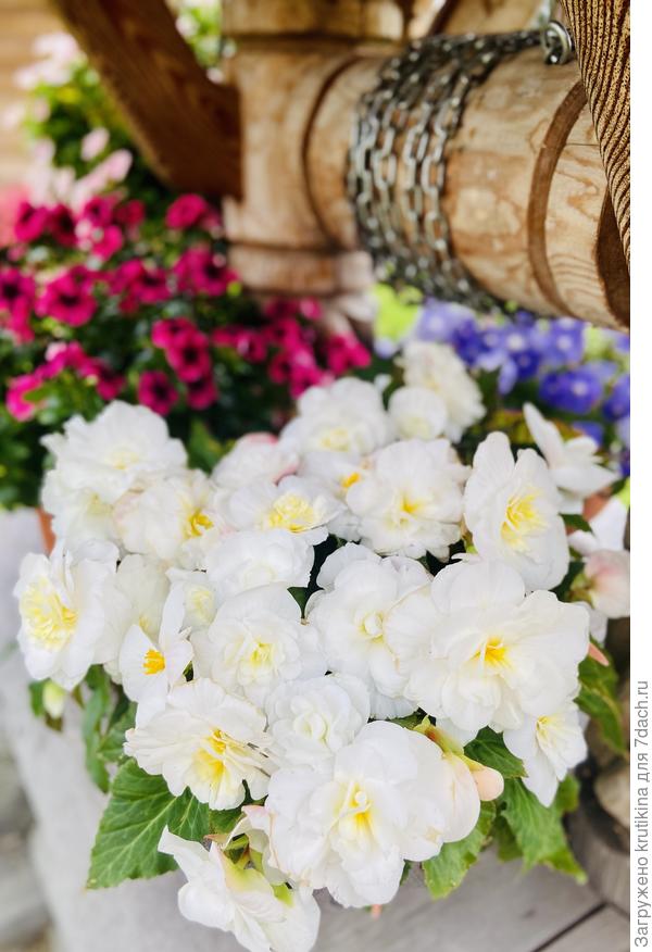 Фортуна White