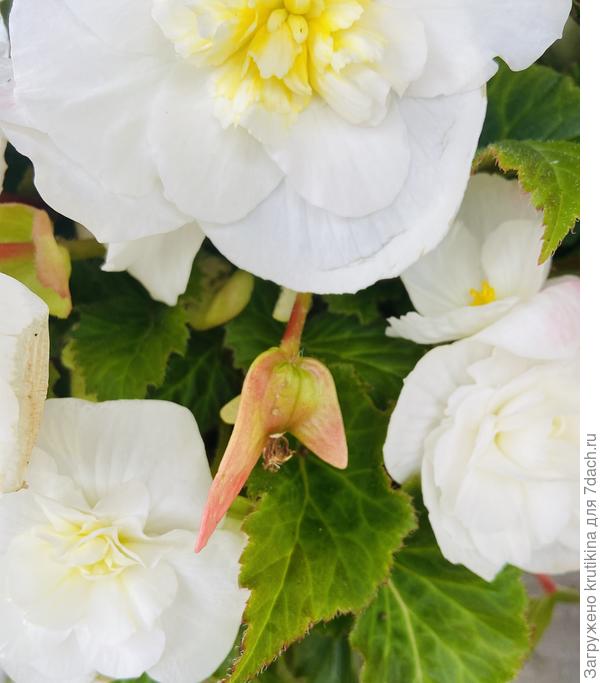 Коробочка семян, жду созревания.