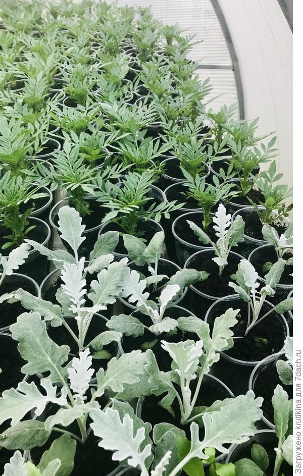 24 мая ( 2020 г)