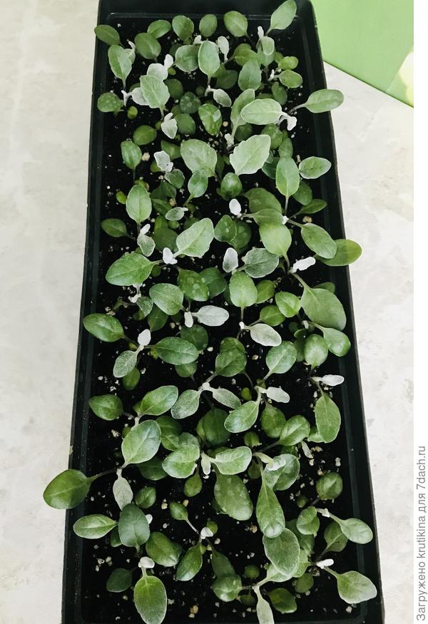 31 марта( 2020г)