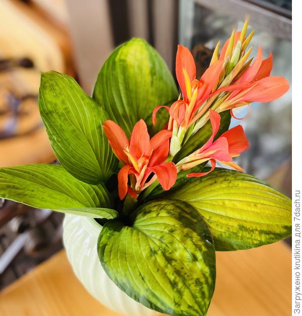 Цветок, пришлось срезать ( наклонился от  штормового ветра)