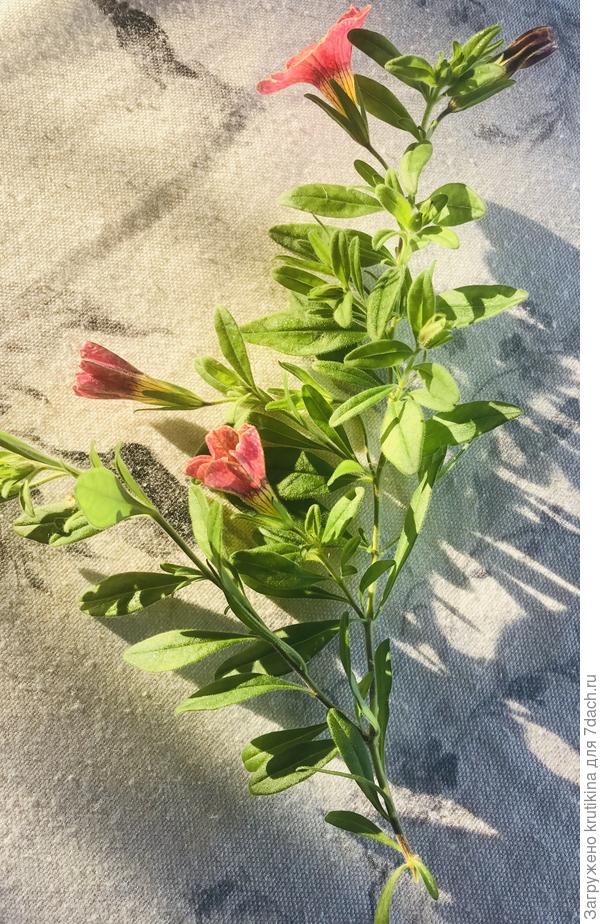 Стебель калибрахоа.  1