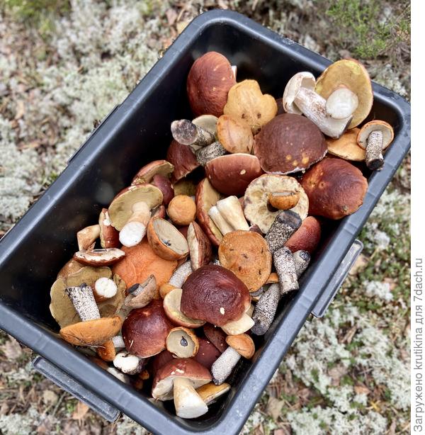 Грибы до дома ,везём в ящиках