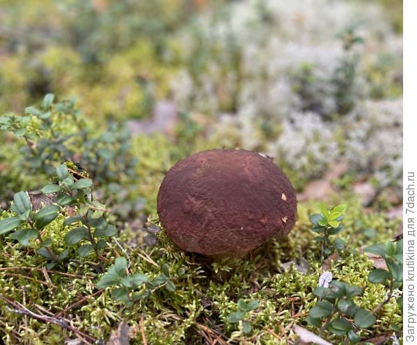 Боровик сосновый