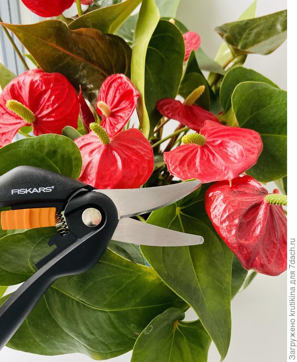 Нет нет.. и антуриум в порядке!