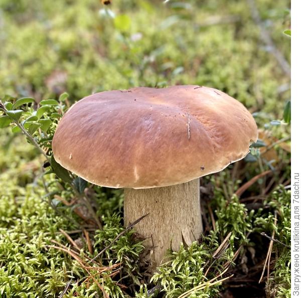 Красавец боровик!