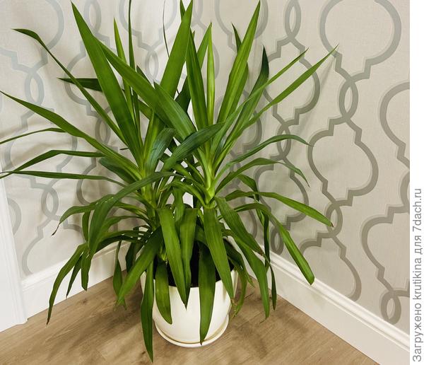 Юкке  3 года.