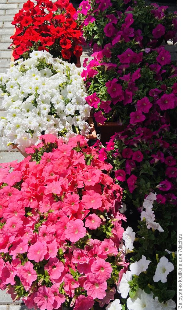 Водопадия - Белая, Красная, Саксесс