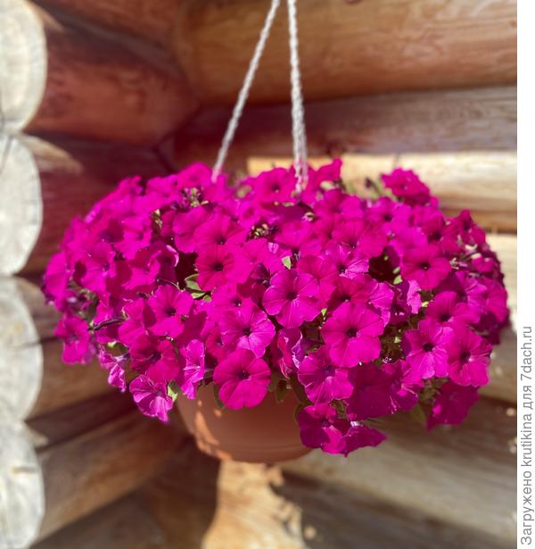 Водопадия бургундия