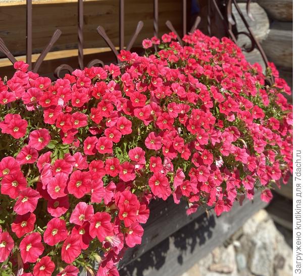 Шок вей Корал краш F1  ( в балконном ящике)