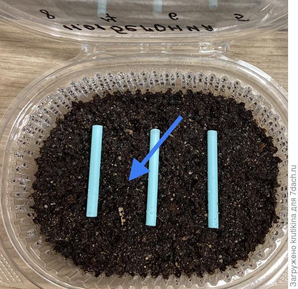 Микроскопические сеянцы бегонии.