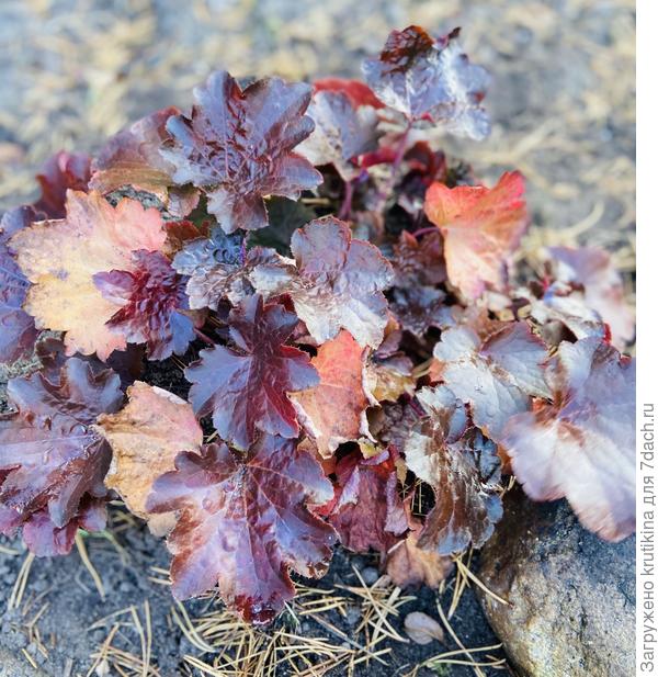 Palace Purple ( октябрь)