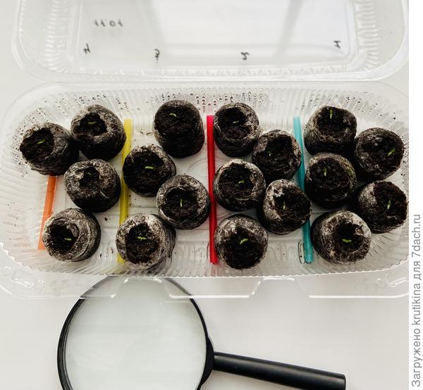 Эустомы( посев 11января) фото 25 января.