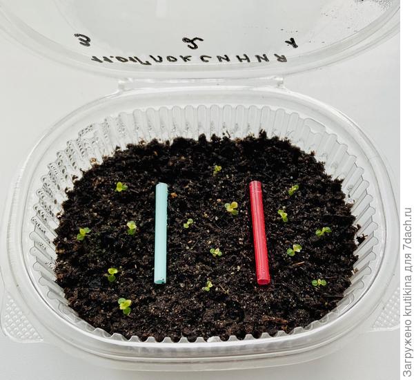 Глоксинии ( 25 января)