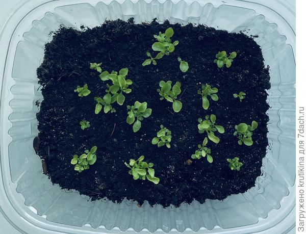 Лобелька из мультидраже , сею в общий контейнер по сериям