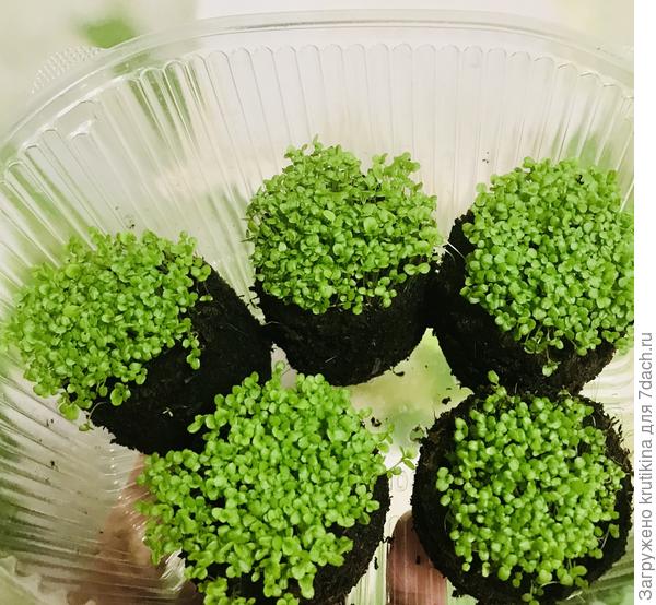 Всходы лобелии 2020 г