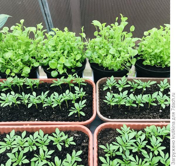 Рассада лобелии , 2020г