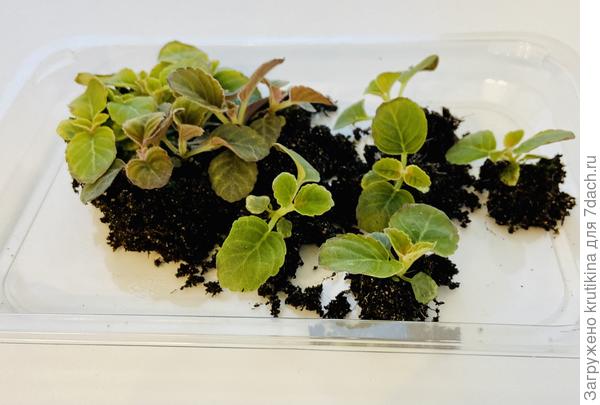 Январские посевы ( глоксинии)