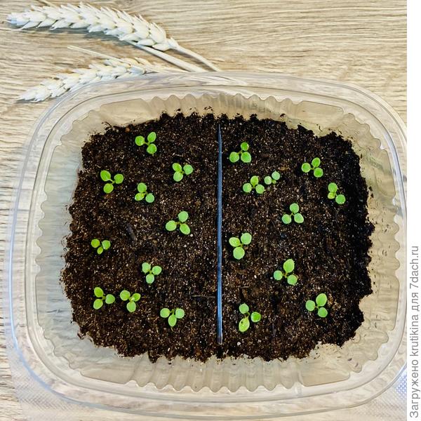 Сеянцы близнецы Петунии , посев 23 фев