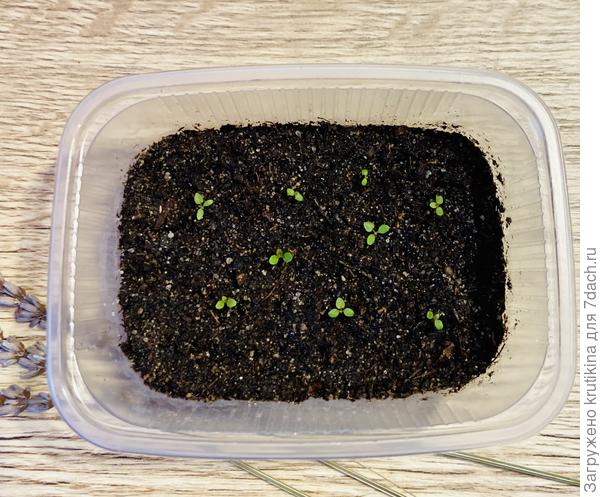 Сеянцы Гейхеры ( фото 6 марта)