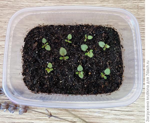 Фото 10 марта .