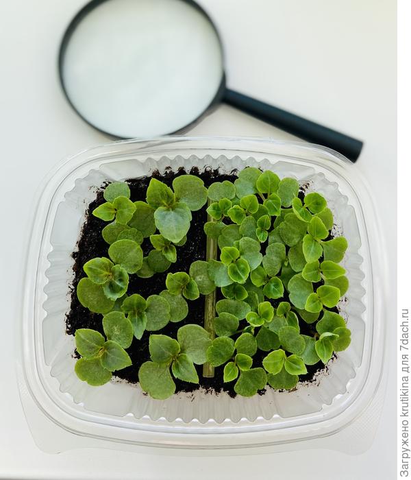 Сеянцы бальзаминчиков ( посев 22.фев)