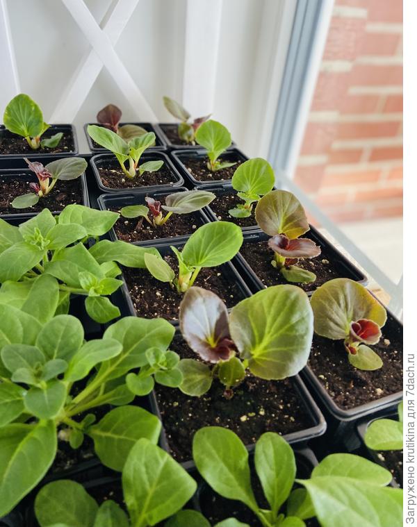 Бегония вечноцветущая