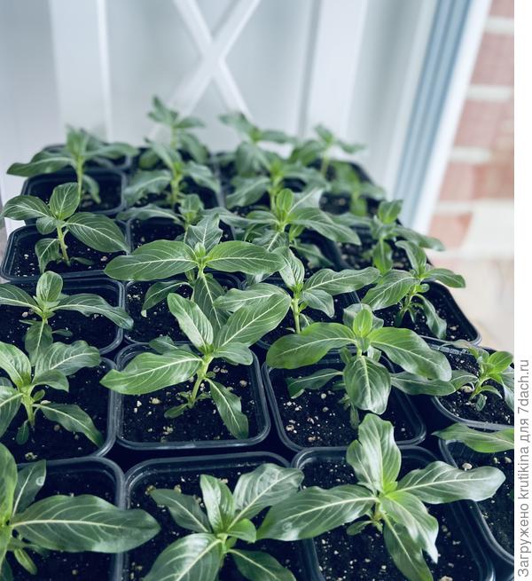 Катарантусы