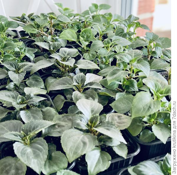 Бальзамины