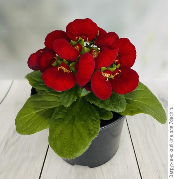 Кальцеолярия , цветёт и радует ( посев 11. 01 . 2022