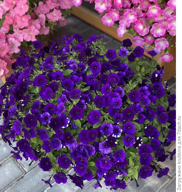 Шок вей Тай Дей