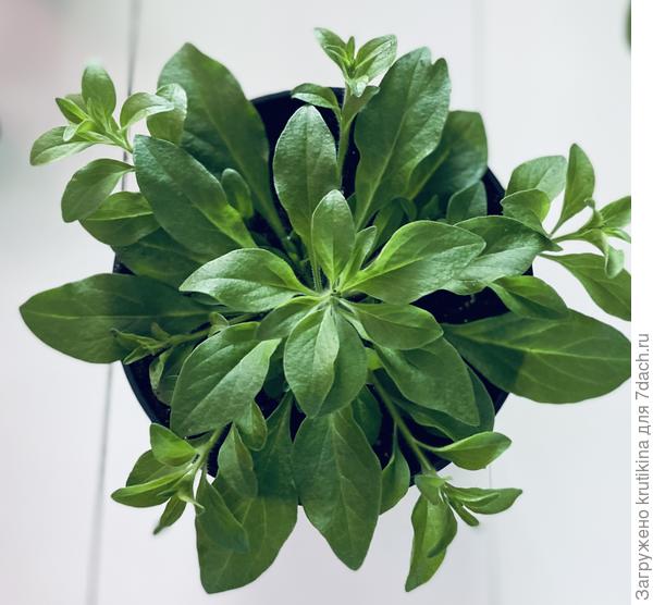 Шок вейв With