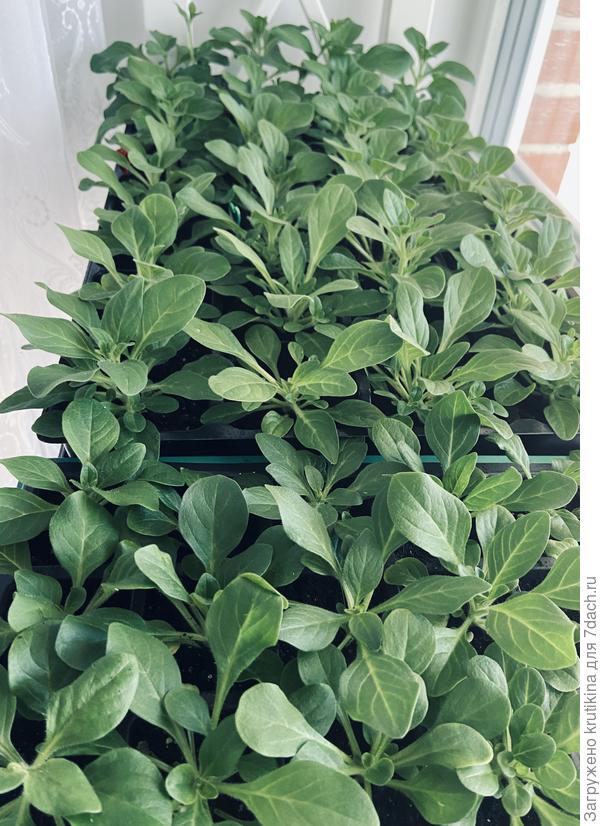 Конкурсанты Петунии.. 2021 год ,