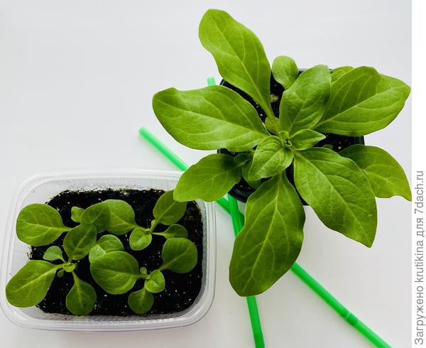 Сеяла семена в один день и такая разница.