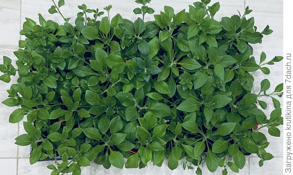 Бывает и так .. переростки в кассетах