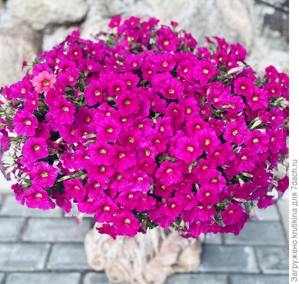 Шок вей Роз