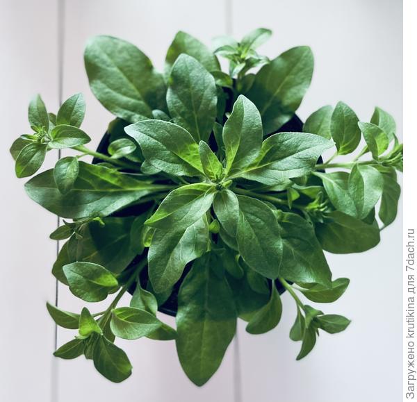 Шок вейв) первая прищипка 2022г