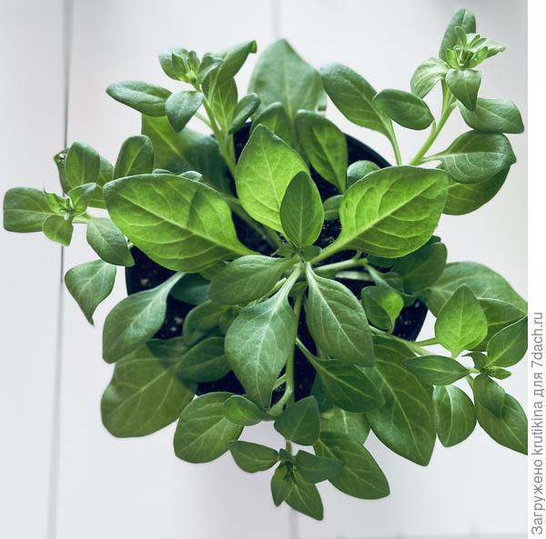 Изи вейв) первая прищипка 2022г