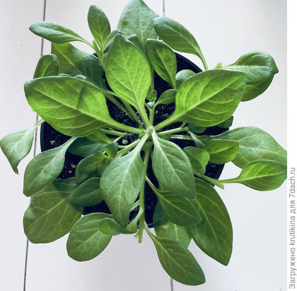 Прищипываю так