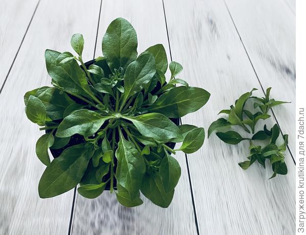 После прищипки