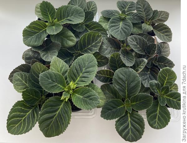 Маленькая Бразилия..