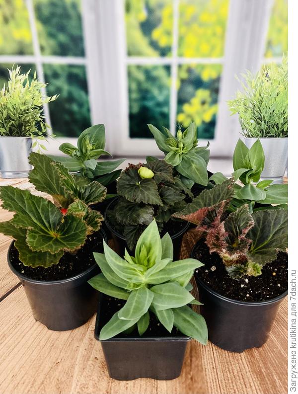 Рассада Клубневой бегонии и эустомы . Тоже в бутонах , куда торопятся?