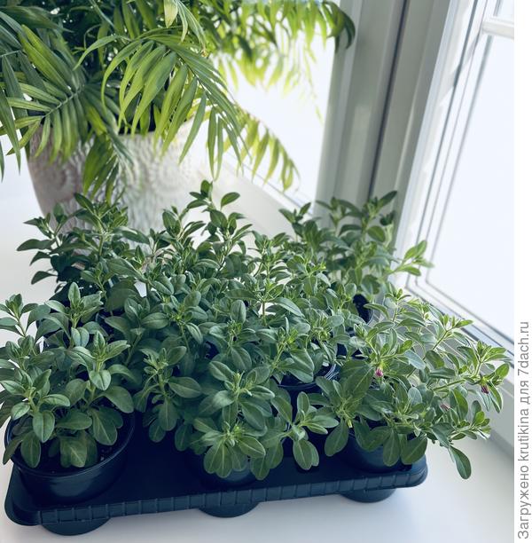 Рассада калибрахоа из семян. Завтра буду стричь , набрала бутоны « торопыжка» .