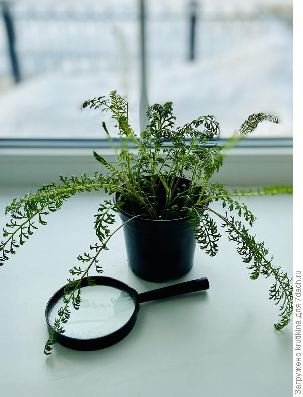 Тысячелистник, надо пересадить в больший объём.