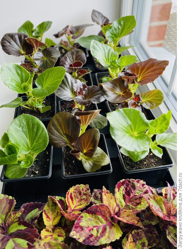 Бегония вечноцветущая . Перенесла на подоконник со стеллажа.