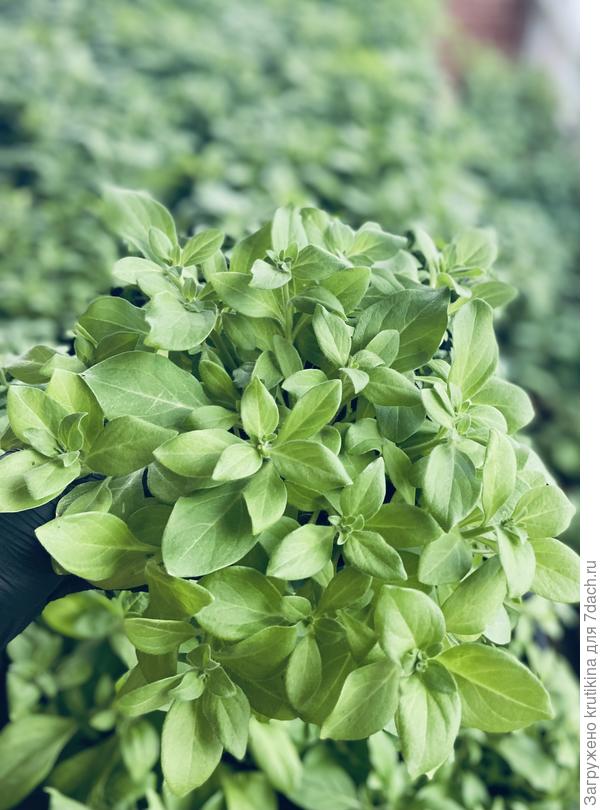 Петуния после прищипки,. Плотный кустик !